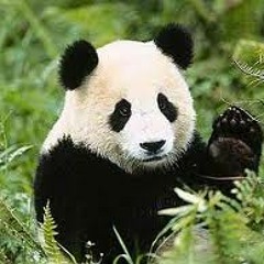 Mon Copain Panda 私の相棒のパンダ