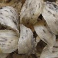 Swiftlet PK PK Swiftlet