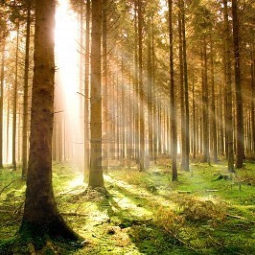 DNP (TRAILERPARK) - EGAL