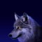 Wolfman33291