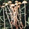 Shroom