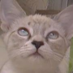 Andrea Makedichaa Mendoza