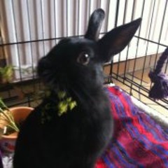 Hannah Jennifer Utley