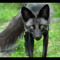 blackfox_uk