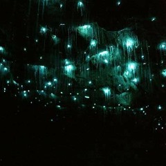 bioluminesce