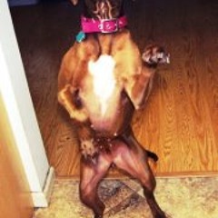 William Alexander Stanley