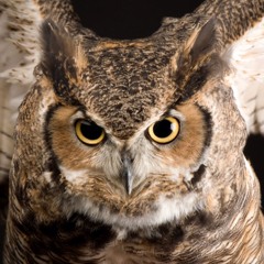 Abdulla Aref Alomar