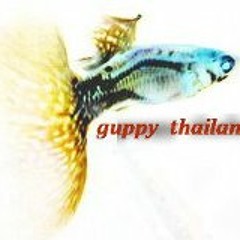 Guppy Thailand