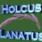 Holcus Lanatus