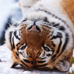 tigerr3