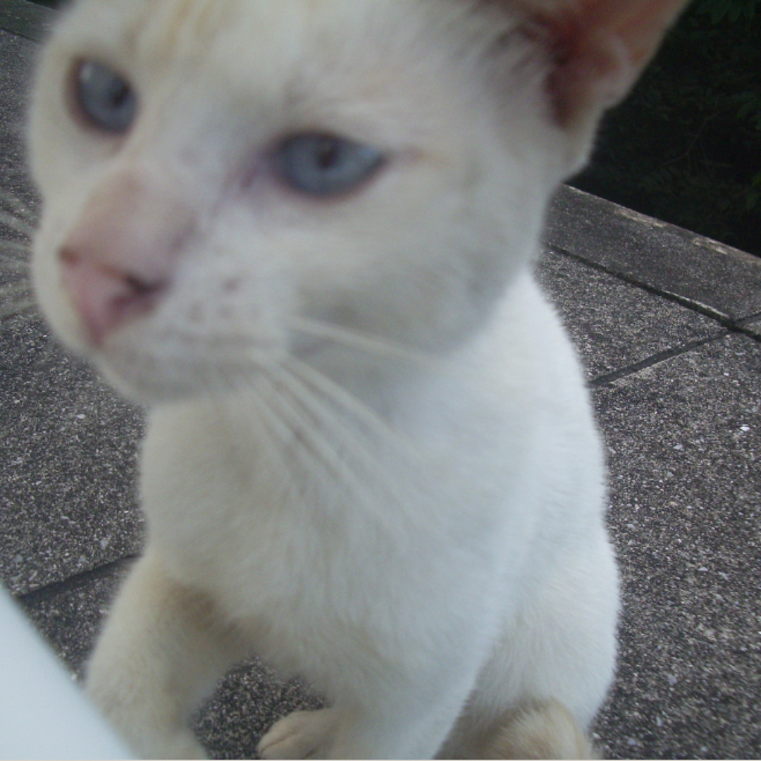 avatars-000021084611-1ocklu-