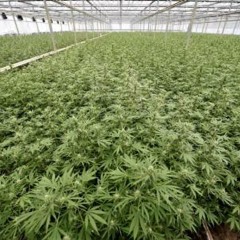 Mantenha o Respeito (Planet Hemp) - Plantation