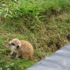 Phoebe Alexandria Munro