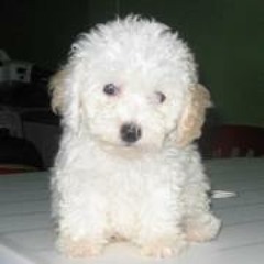 Lucila Ruiz Diaz