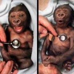 Nyce Whoneedabeat Wormley