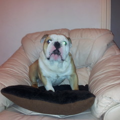 bugsy1210