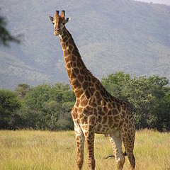 GIRAFFES ARE AWEOME