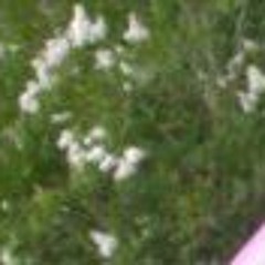 Wanda Langley Williams