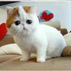 Nur Aishah Azriy