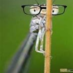 Dj Inssect