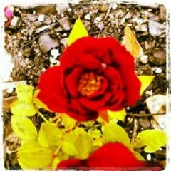 Dana Elsberry Kilgore