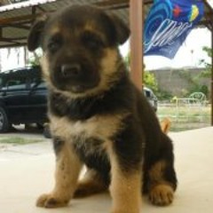 Manu Daravan Pholsena