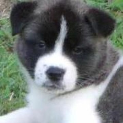 Stacy Toombs Eshbaugh