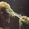 I.my.celium