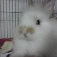 Piarlincharalis Ashini