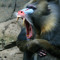 MANDRILLA
