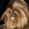 Herr Chewbacca