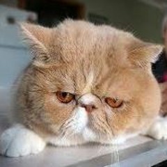 Để gió cuốn đi - Lê Cát Trọng Lý