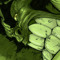 mrgreen1