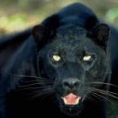 Ali Flatlina Mayweather