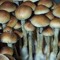 DJ Cubensis