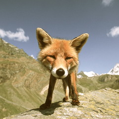 Dingo.