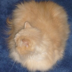hovercat