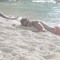 Steves Stavros