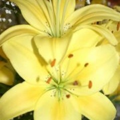 Joseph Susan Waldner