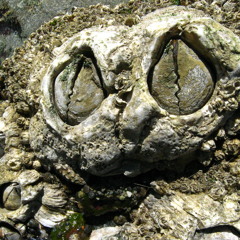 wbajzek