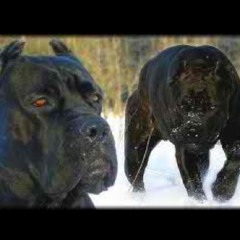 Lele El Arma Secreta - Tiraera Pa Kendo Kaponi