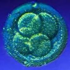 Cassandra Payne Gratton