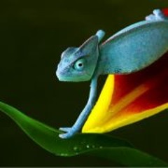 Andrés Gustavo Dávila