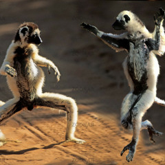 Sifakas