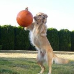 Terri Maughan Andres