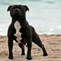 NortheastOf Spain Sbt