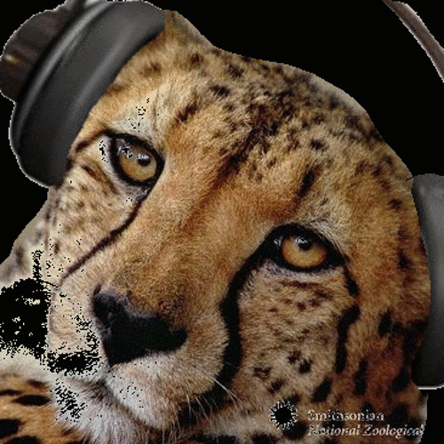 DAVID BOWIE REBEL REBEL SOULWAX CLUB MIX