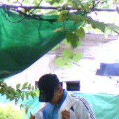 'Alee Ccitto Ccitto