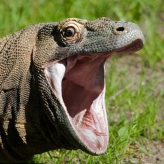 greatbiglizard