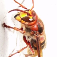 berista